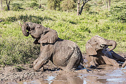 两个,成年,大象,享受,泥,巴斯城,一个,跪着,舔,嘴,象鼻,卧,恩戈罗恩戈罗,保护区,坦桑尼亚