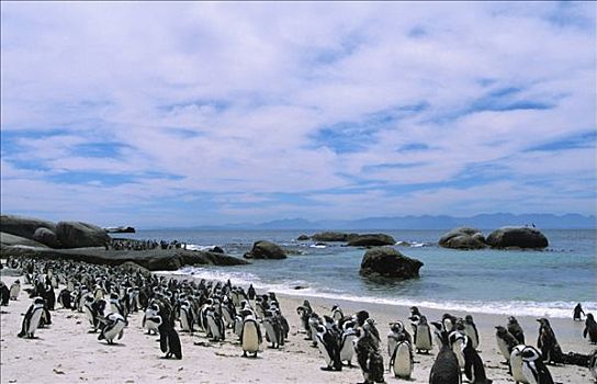 成群,企鹅,海滩,南非