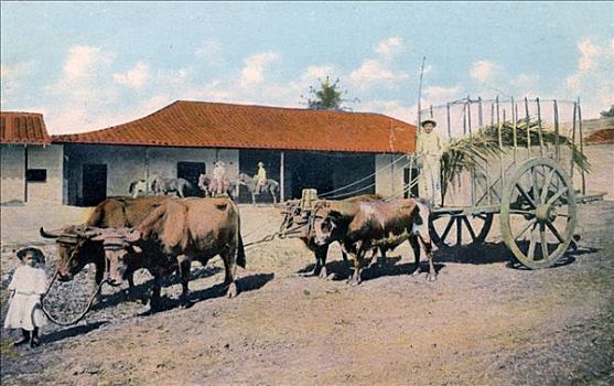 古巴,牛,团队,早,20世纪