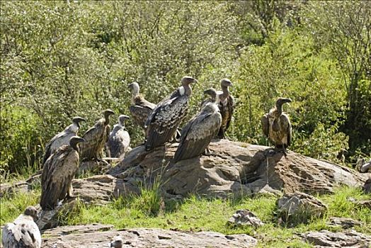 粗毛秃鹫,马赛马拉国家公园,肯尼亚,仰视