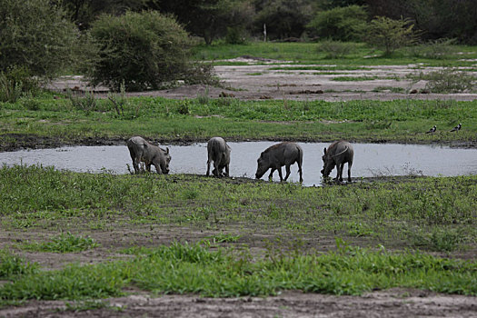 野生,疣猪,猪,危险,哺乳动物,非洲,大草原,肯尼亚