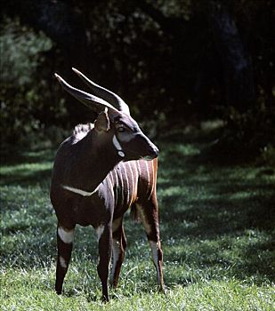 羚羊,雄性动物,树林,肯尼亚,红棕,高海拔,风景,雄性,雌性,牛角,苍白,只有,变暗