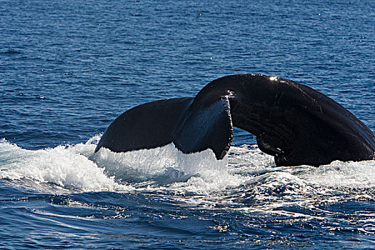 驼背鲸,大翅鲸属,鲸鱼,科特兹海,下加利福尼亚州,墨西哥