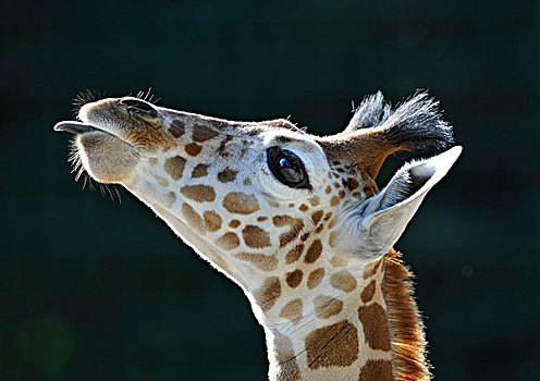 长颈鹿,幼小,头像,室外,舌头