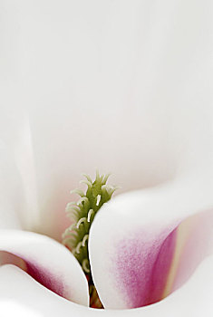 木兰,特写,盛开,花瓣,粉色,白色,柔弱