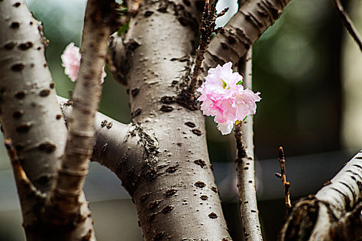 腊梅,梅花,户外