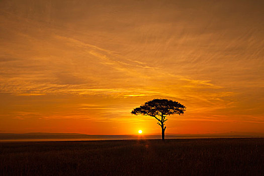 观,金合欢树,剪影,反对,美丽的日出,马赛玛拉国家保护区,肯尼亚,非洲