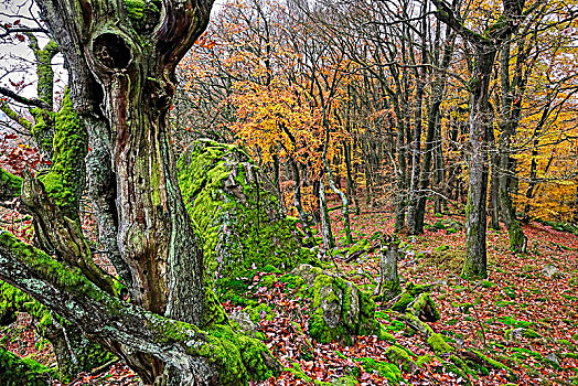 秋日树林,莱茵兰普法尔茨州,德国