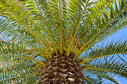 仰视,棕榈树,波多黎各,特内里费岛,加纳利群岛,西班牙