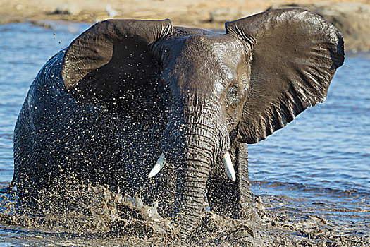 非洲象,雌性,乐趣,水潭,埃托沙国家公园,纳米比亚,非洲