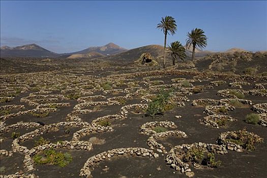 葡萄园,熔岩原,靠近,兰索罗特岛,加纳利群岛,西班牙,欧洲