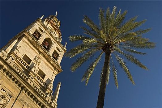 钟楼,科多巴,棕榈树,安达卢西亚,西班牙,欧洲