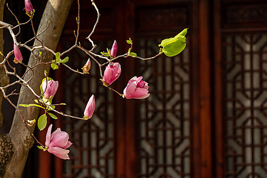 珠海北山杨家大院里的紫玉兰花