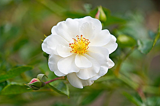 玫瑰,白花,下萨克森,德国,欧洲