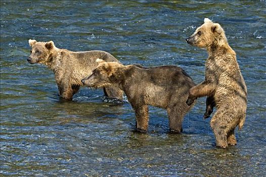 棕熊,母熊,两个,幼兽,布鲁克斯河,溪流,瀑布,卡特麦国家公园,阿拉斯加,美国,北美