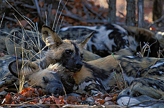 野狗,非洲野犬属,濒危物种,克鲁格国家公园,南非