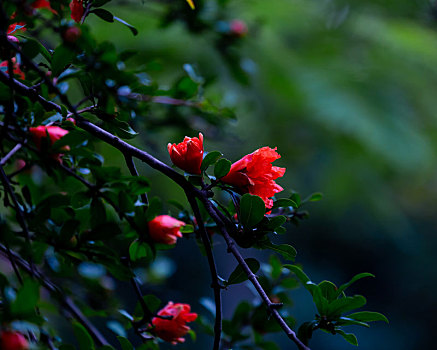 石榴花开