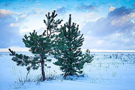 小,松树,波罗的海岸,多云,海湾,芬兰,俄罗斯,冬天