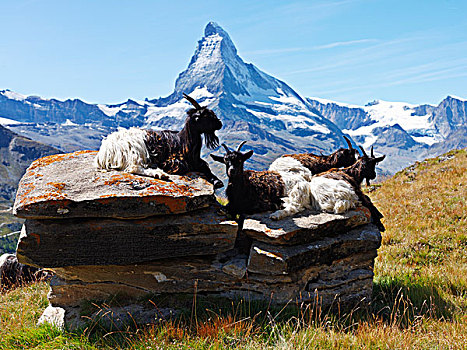 石山羊,雪羊,岩石上,山,马塔角,策马特峰,瓦萊邦,瑞士