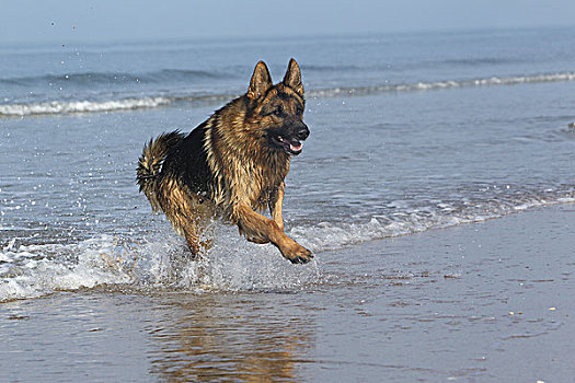 德国牧羊犬,雄性,玩,波浪,海滩,诺曼底