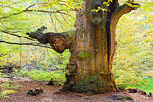 山毛榉树,卡塞尔,地区,黑森州,德国