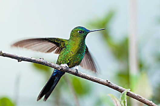 蜂鸟,翼,厄瓜多尔