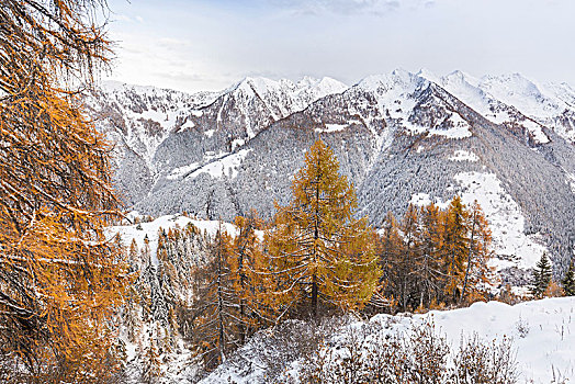 积雪,木头,秋天,省,伦巴第,意大利