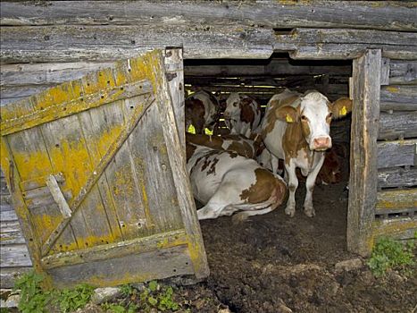 母牛,谷仓,高山牧场,原野,萨尔茨堡,奥地利,欧洲