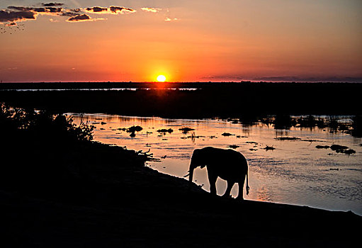 大象,剪影,日落,奥卡万戈三角洲,河,大幅,尺寸
