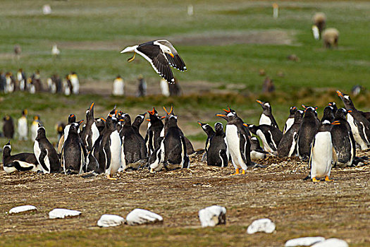 福克兰群岛,东福克兰,自愿角,海藻,海鸥,上方,巴布亚企鹅,戈登,画廊