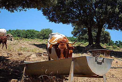 母牛,喝,槽,安达卢西亚,西班牙