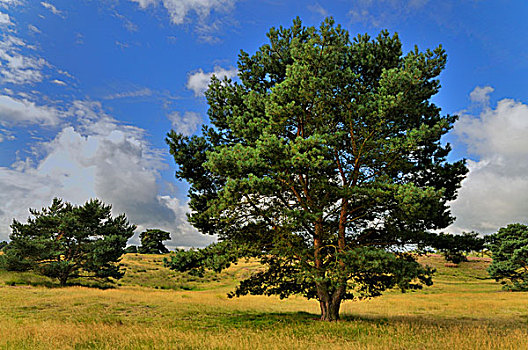 松树,松属,海德,自然保护区,北莱茵威斯特伐利亚,德国,欧洲