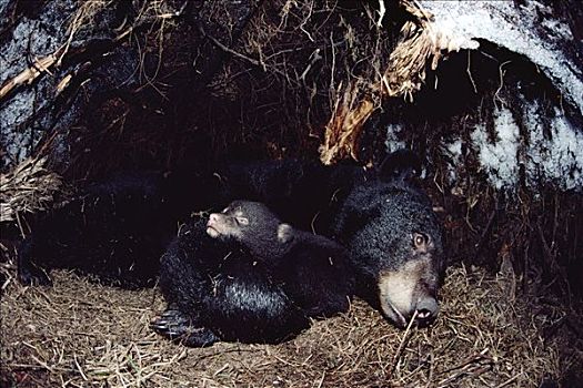黑熊,美洲黑熊,母兽,冬眠,幼兽,明尼苏达