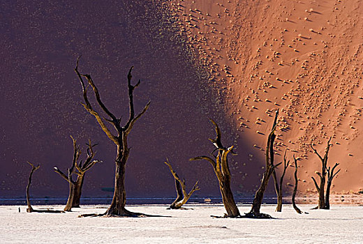 刺槐,枯木,沙丘,背景,死亡谷,纳米比诺克陆夫国家公园,纳米比亚