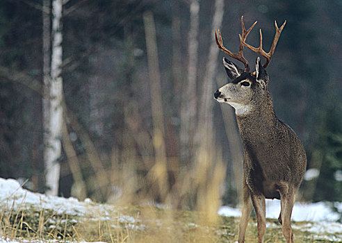 长耳鹿,公鹿,冬天,靠近,蒙大拿