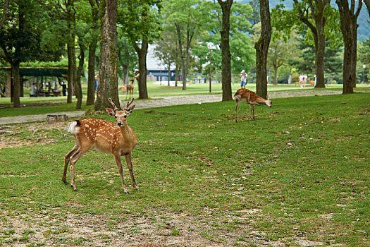 日本,奈良,japan,nara