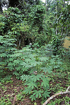 厄瓜多尔,亚马逊盆地,靠近,雨林,树薯,种植园