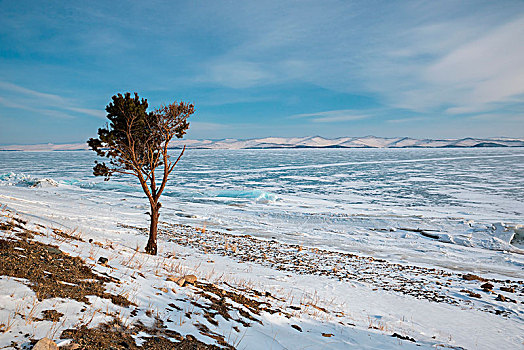 隔绝,松树,堤岸,贝加尔湖,伊尔库茨克,区域,西伯利亚,俄罗斯