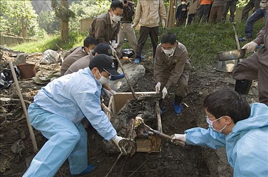 大熊猫,恢复,努力,工人,收集,五月,2008年,地震,卧龙,中国