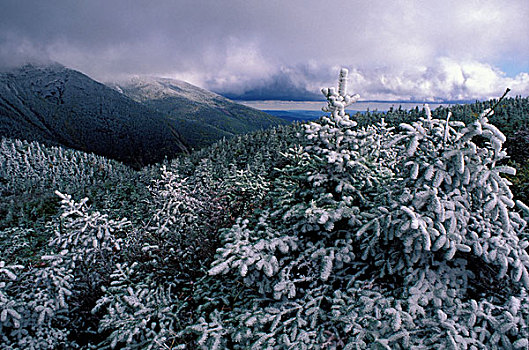 美国,雪,外套,北方针叶林,山,弗兰克尼亚,山脊,怀特山