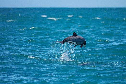海豚,跳跃,阿卡罗瓦,港口,班克斯半岛,坎特伯雷,南岛,新西兰