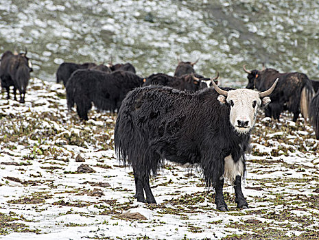 西藏的黑牦牛