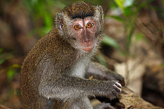 食蟹猴,幼兽,巴戈国家公园,沙捞越,婆罗洲,马来西亚,亚洲