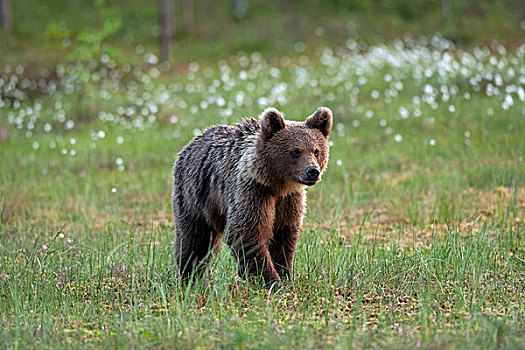 棕熊,芬兰,针叶林带,北方,卡瑞里亚,欧洲