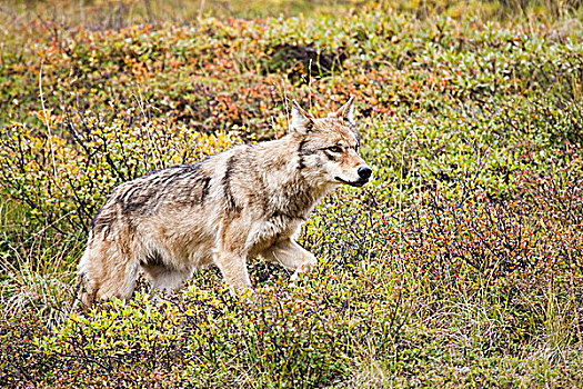 灰狼,走,苔原,石头,德纳利国家公园和自然保护区,室内,阿拉斯加,秋天