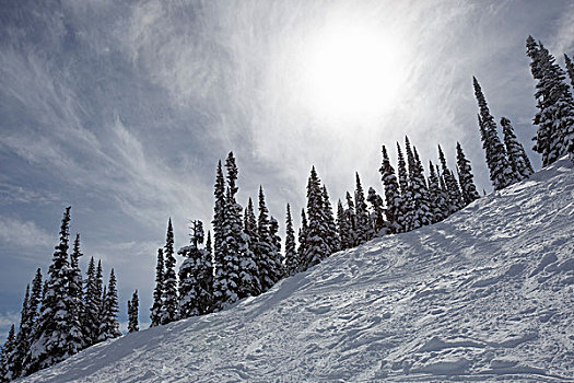 滑雪轨迹,积雪,树,惠斯勒山,不列颠哥伦比亚省,加拿大