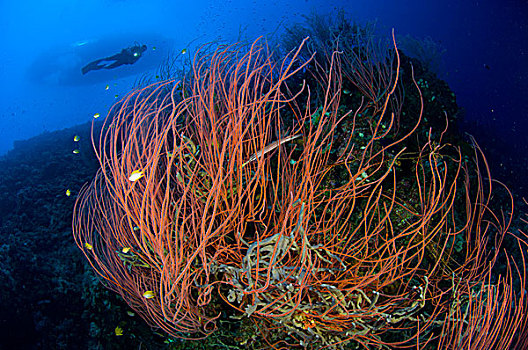 红色,鞭子,珊瑚海,潜水,巴布亚新几内亚