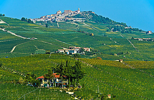 风景,葡萄园,巴罗洛葡萄酒,意大利,欧洲