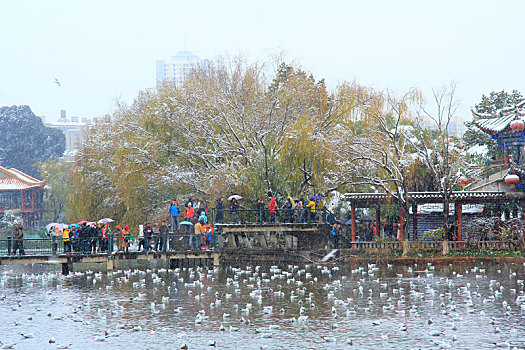 昆明翠湖公园雪景