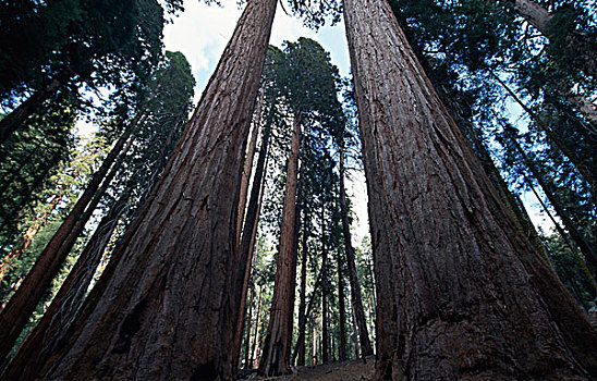 巨杉,树林,红杉国家公园,加利福尼亚,美国